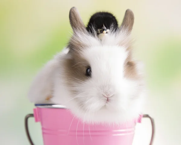 Black bunny and chick — Stock Photo, Image