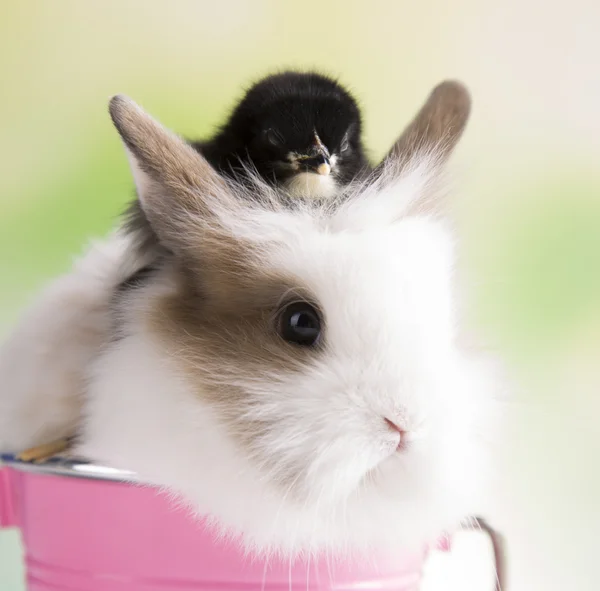 Lapin noir et poussin — Photo