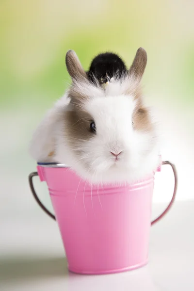 Svart bunny och chick — Stockfoto
