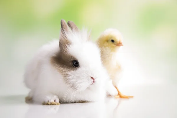Sarı civciv ve tavşan — Stok fotoğraf
