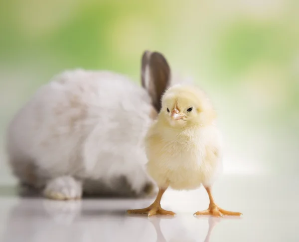 Yellow chick and bunny — Stock Photo, Image
