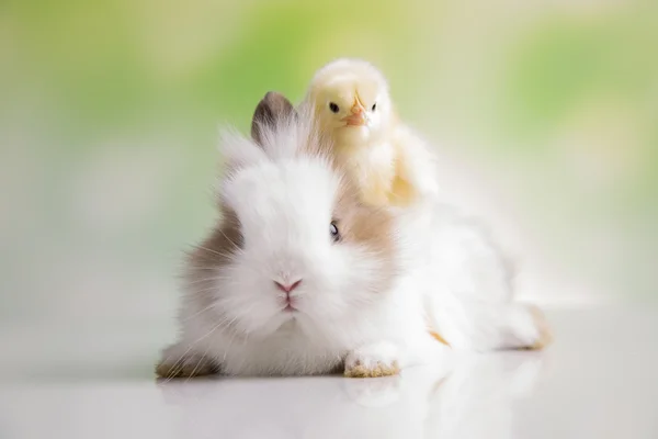 Gula brud och kaninen — Stockfoto