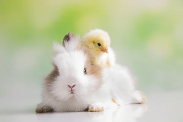 Žluté kuřátko a bunny — Stock fotografie