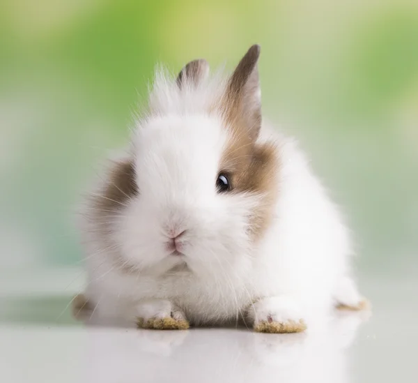 Žluté kuřátko a bunny — Stock fotografie