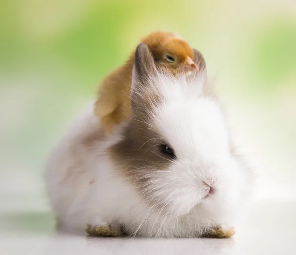 Yellow chick and bunny — Stock Photo, Image