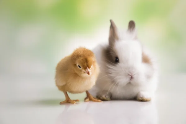 Żółty piskląt i króliczek — Zdjęcie stockowe
