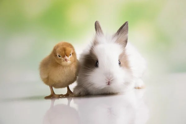 Žluté kuřátko a bunny — Stock fotografie