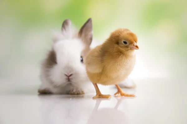 Gula brud och kaninen — Stockfoto