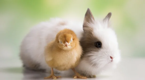 Žluté kuřátko a bunny — Stock fotografie