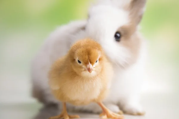 Желтая цыпочка и кролик — стоковое фото