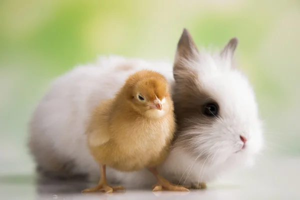 Žluté kuřátko a bunny — Stock fotografie