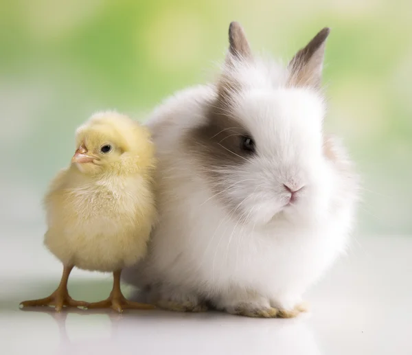 Easter rabbit with chickens — Stock Photo, Image