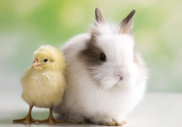 Osterhase mit Hühnern — Stockfoto