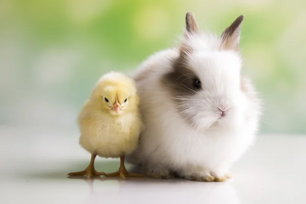 Conejo de Pascua con gallinas —  Fotos de Stock