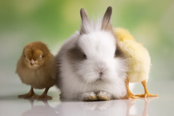 Conejo de Pascua con gallinas —  Fotos de Stock