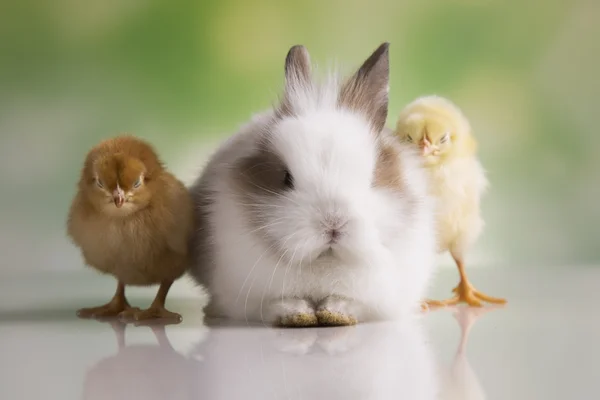 Conejo de Pascua con gallinas — Foto de Stock