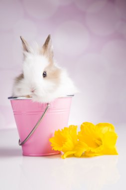 Çiçekli pembe kovada Bunny