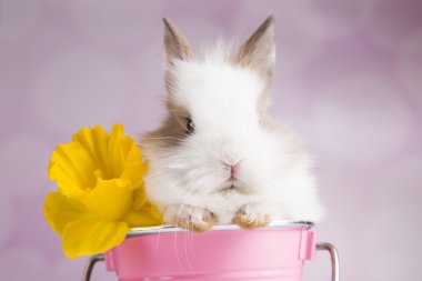 Çiçekli pembe kovada Bunny