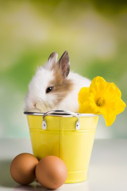Bunny ve çiçekler
