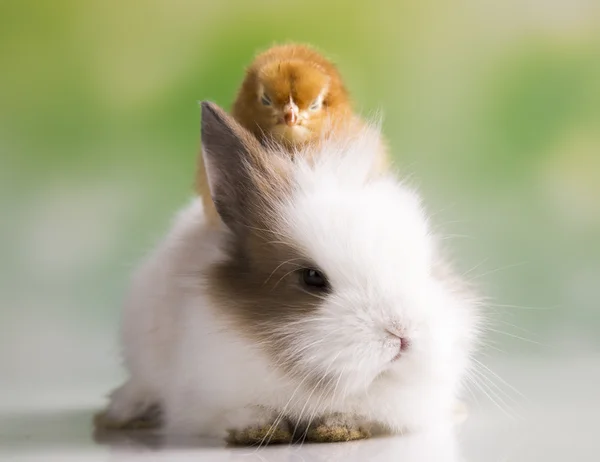 Påsk kanin med kycklingar — Stockfoto
