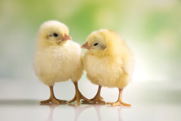 Easter rabbit with chickens — Stock Photo, Image