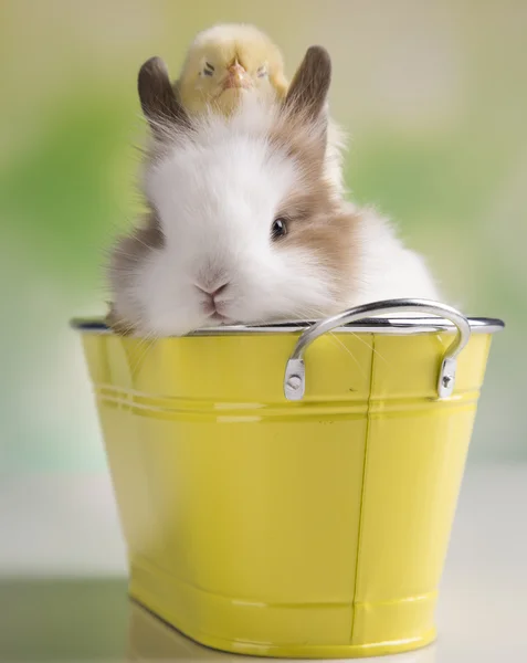 Osterhase mit Hühnern — Stockfoto