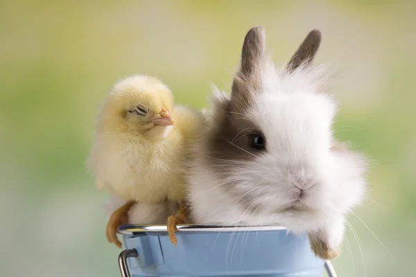 Velikonoční králík s kuřaty — Stock fotografie