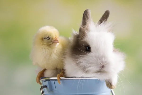 Conejo de Pascua con gallinas — Foto de Stock