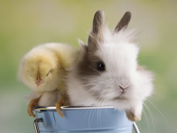 Pasen konijn met kippen — Stockfoto