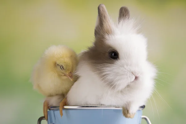 노란 병아리와 토끼 — 스톡 사진