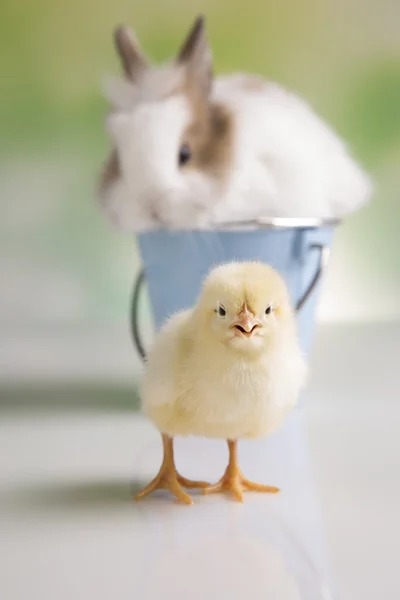 Žluté kuřátko a bunny — Stock fotografie