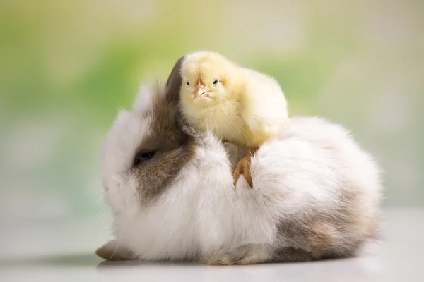 Gele chick en bunny — Stockfoto