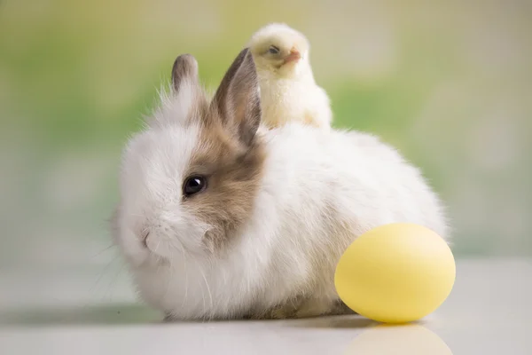 Gelbes Küken und Häschen — Stockfoto