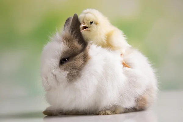 Žluté kuřátko a bunny — Stock fotografie