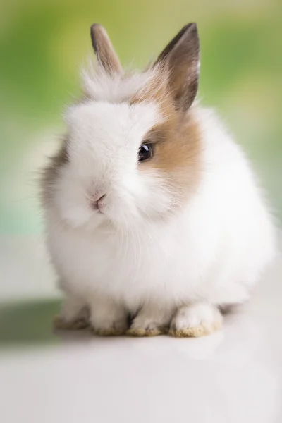 Easter. The bunny — Stock Photo, Image