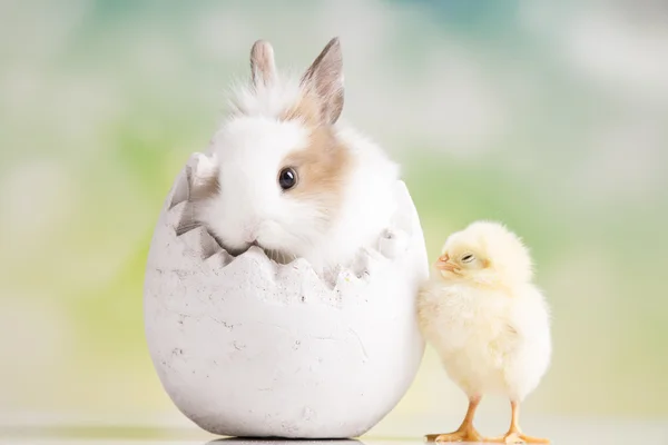 Gele chick en bunny — Stockfoto