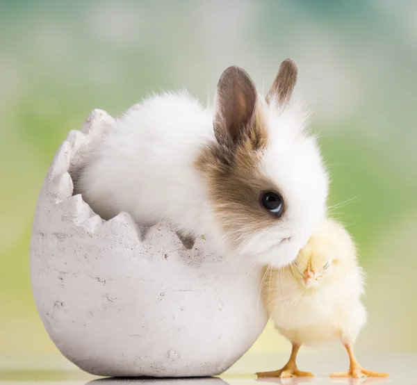 Žluté kuřátko a bunny — Stock fotografie