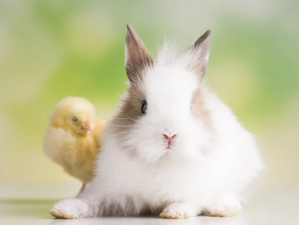 Yellow chick and bunny — Stock Photo, Image