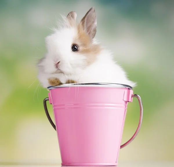 Easter rabbit. Basket — Stock Photo, Image