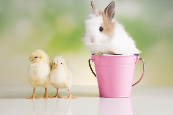 Frohe Ostern. Hühner im Häschen — Stockfoto