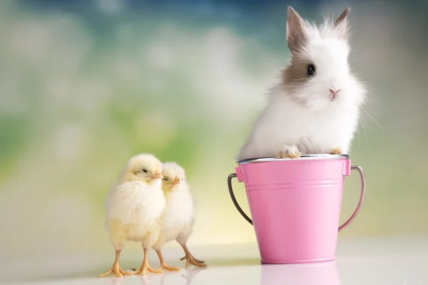 Happy Easter. Chickens in bunny — Stock Photo, Image