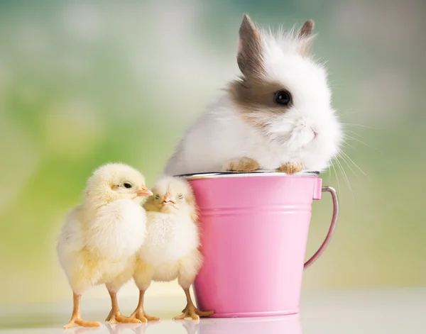 Vrolijk Pasen. kippen in bunny — Stockfoto