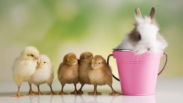 Feliz Pascua. Pollos en conejo —  Fotos de Stock