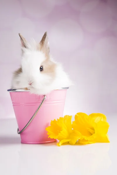 Coelho em balde rosa com flores — Fotografia de Stock