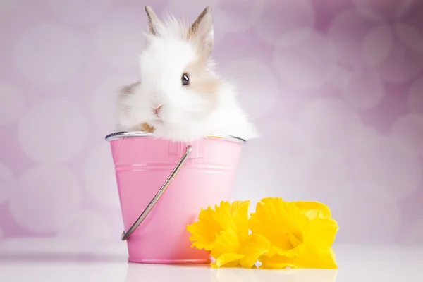 Zajíček růžový kbelíku s květinami — Stock fotografie