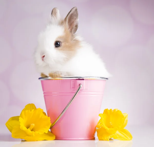 Coelho em balde rosa com flores — Fotografia de Stock