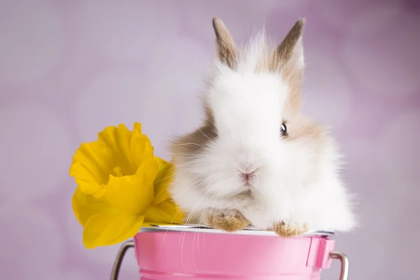 Hase im rosa Eimer mit Blumen — Stockfoto