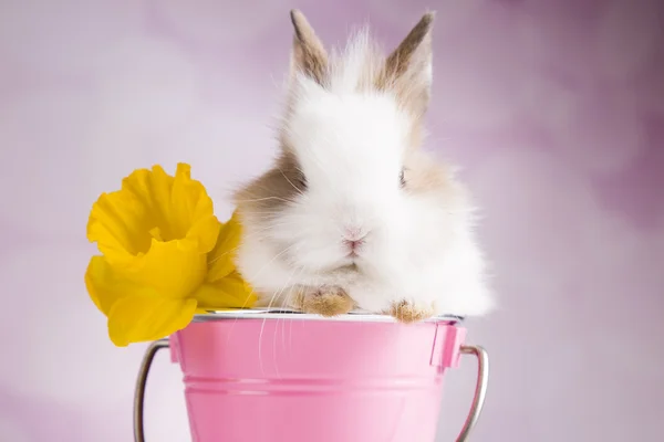 Bunny in pink bucket with flowers — Stock Photo, Image