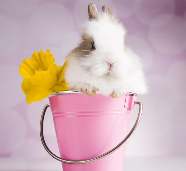 Coelho em balde rosa com flores — Fotografia de Stock