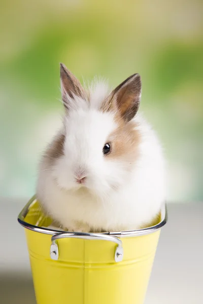 Påsk kanin. Korg — Stockfoto